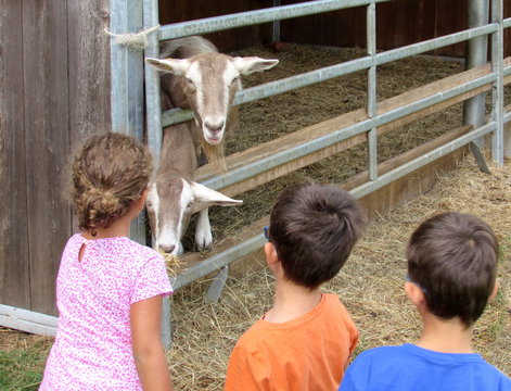 Bambini con le capre all'agriturismo