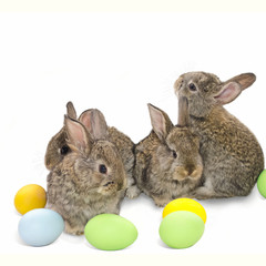 Happy Easter card with copy space. Easter bunnies isolated on white background with Easter painted eggs