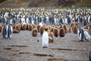 penguin in the arctic