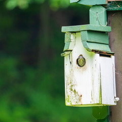 Eastern Bluebird Chick