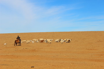 Obraz premium Sheppard in the Gobi desert - Mongolia