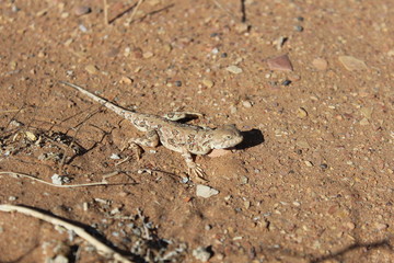 Variegated toadhead agama (lizard) in the Gobi desert