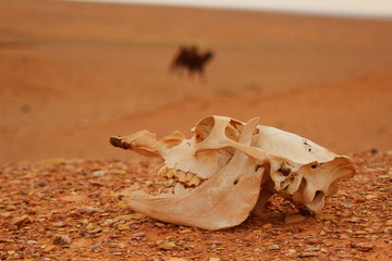 Camel skull with living camel in background in the Gobi desert - Mongolia