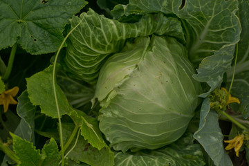 Obraz premium Background of cabbage leaves.