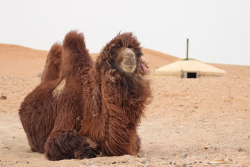 Camel in the Gobi desert - Mongolia