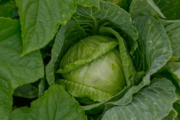 Background of cabbage leaves.