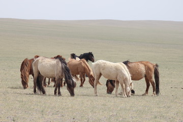 Wild horses in the gobi desert - Mongolia