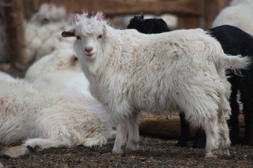 Goat with its nomadic herd in the Gobi desert - Mongolia