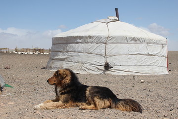 Large dog lying in front of a ger in the Gobi desert - Mongolia