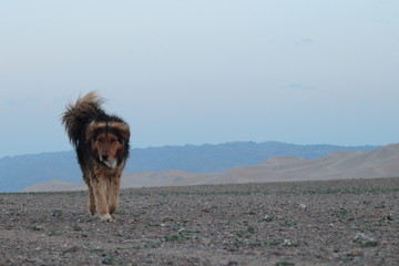Large dog walking through the Gobi desert - Mongolia