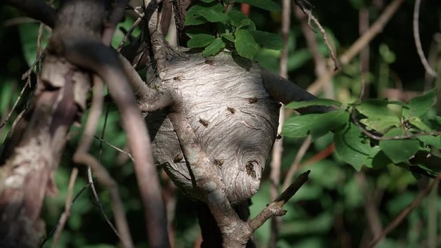 Wasp Flying In and Out Nest in Tree