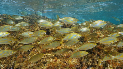 Fototapeta na wymiar A school of fish, dreamfish Sarpa salpa, underwater in the Mediterranean sea, France