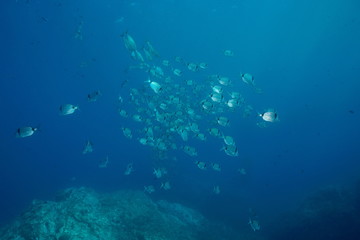 Mediterranean sea school of fish underwater, common two-banded sea bream Diplodus vulgaris, Pyrenees-Orientales, Roussillon, France