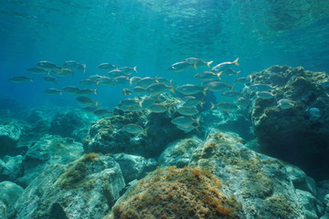 Naklejka na ściany i meble A school of fish, dreamfish Sarpa salpa, with rocks underwater in the Mediterranean sea, France