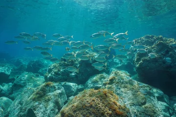 Foto op Aluminium A school of fish, dreamfish Sarpa salpa, with rocks underwater in the Mediterranean sea, France © dam