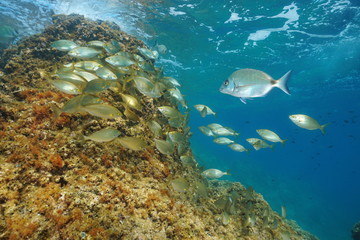 A shoal of fish underwater in the Mediterranean sea ( dreamfish Sarpa salpa and a white sea bream ), France