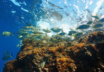 Fototapeta na wymiar Shoal of fish with rock below water surface ( dreamfish Sarpa salpa )underwater in the Mediterranean sea, Corsica, France