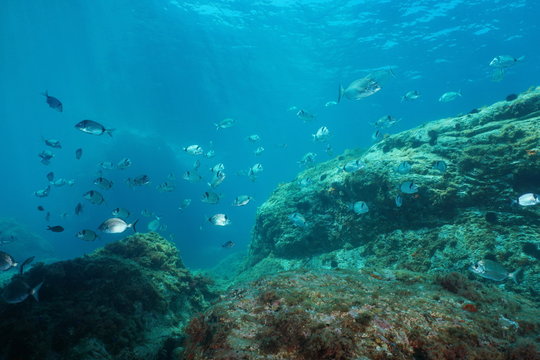 Seabreams fish with rock underwater in the Mediterranean sea, Catalonia, Cap de Creus, Costa Brava, Spain