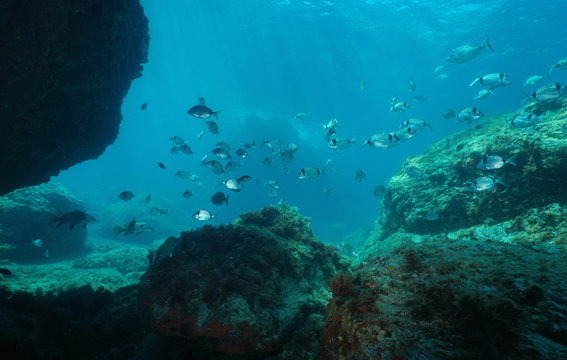 Shoal of fish in the Mediterranean sea, seabreams underwater with rock, Catalonia, Cap de Creus, Costa Brava, Spain