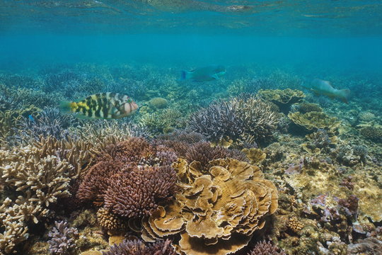 Underwater coral reef with tropical fish, Pacific ocean, New Caledonia, Oceania