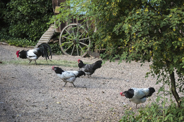 Hühner auf dem Bauerrnhof