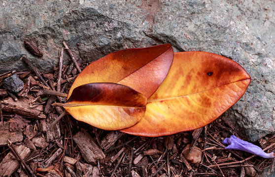 Three autumn leaves of magnolia are on the ground, like family