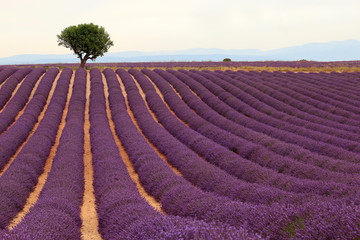 Plakat Lavendel in der Provence