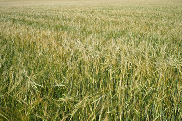 Barley field in summer