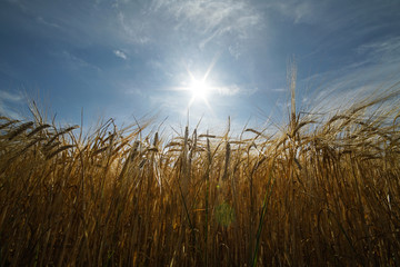 Barley field in summer