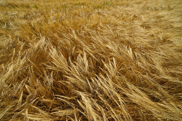 Barley field texture.