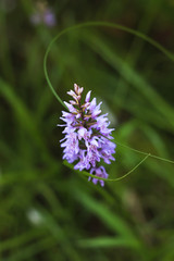 Wild orchid (dactylorhiza maculata).