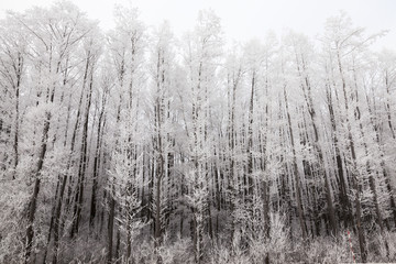 Winter forest, frost