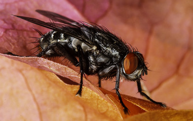 Fly on pink bougainvillaea