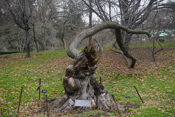 Brooklyn Botanical Garden