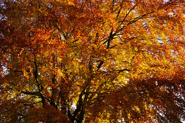 View of autumn tree.