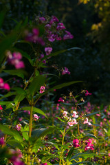 Drüsiges Springkraut (Impatiens glandulifera) in Deutschland im Abendlicht