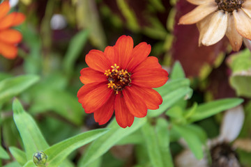 Picture of a red flower, close-up 
