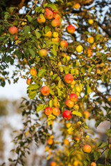 Äpfel im Abendlicht