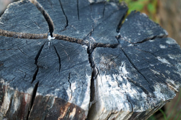 Close-up of old tree trunk.