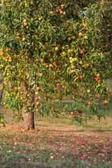 apple tree © Christian Palent