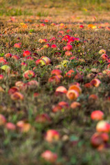 Fallobst Streuobstwiese Herbst