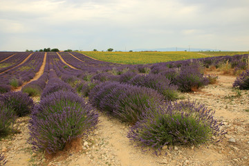 Fototapeta premium Lavendel in der Provence