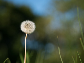 Close-up of dandelion with seeds. Beautiful blurred green / blue background.