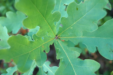 Young plant of a oak.
