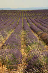 Fototapeta premium Lavendel in der Provence