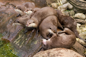 Fototapeta premium Lovely playful otters have fun outdoors nature