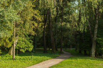 Fototapeta na wymiar autumn season outdoor park natural environment space for walking
