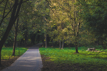 Naklejka premium autumn season outdoor park natural environment space for walking