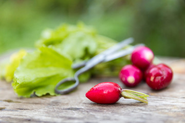 Fresh heap of radish vegetables on wood