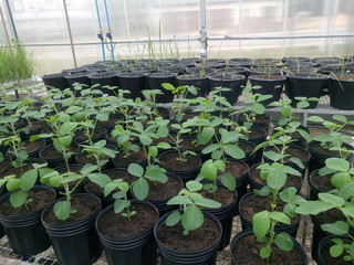Soybean greenhouse